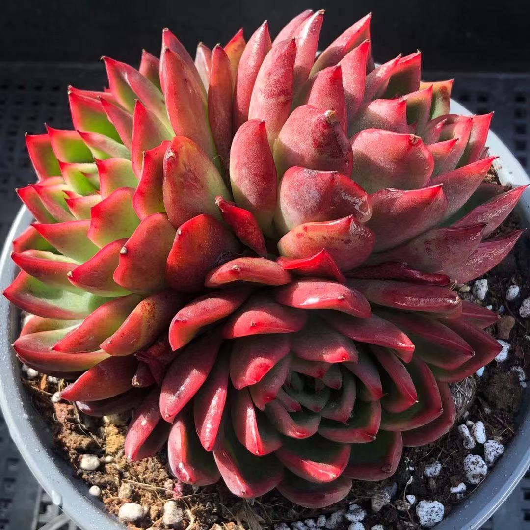 多肉植物冬云系多少钱 多肉植物冬云系优惠券免费领取 有条鱼