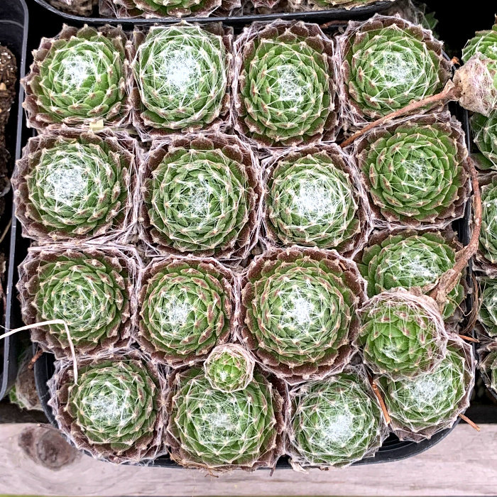 精品多肉植物园【蛛丝卷娟大盆】办公室阳台绿植吸甲醛防辐射盆栽