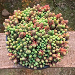 萱萱多肉植物园热卖 薄雪万年草办公室阳台吸甲醛防辐射耐寒耐旱