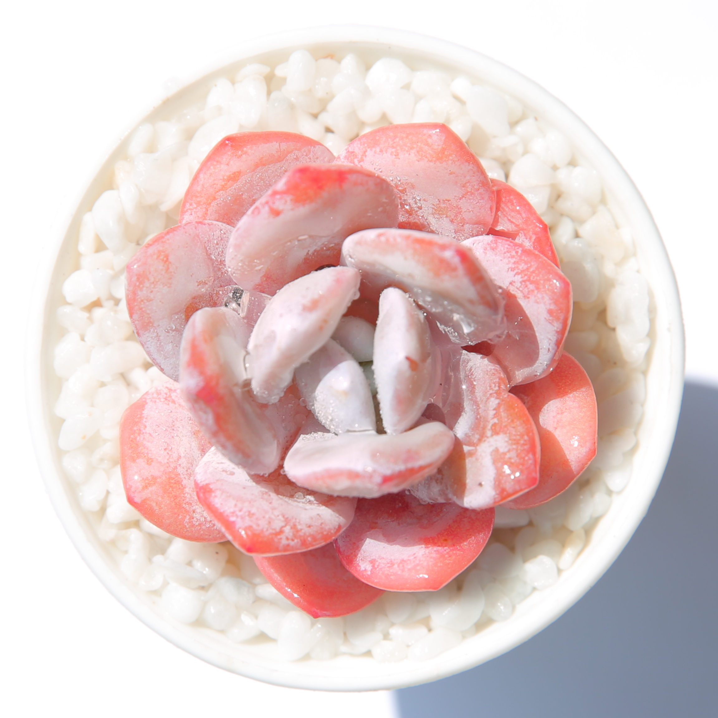 精品多肉植物园热卖/粉雪莲/办公室阳台绿植吸甲醛防辐射趣味多肉