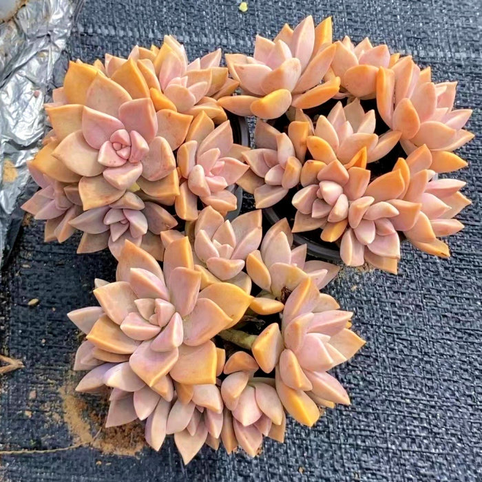 多肉植物/胧月杂群生/办公室阳台绿植花卉吸甲醛防辐射盆栽包邮