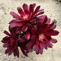 Premium succulents are on sale in the botanical garden/Red-backed pepper grass clusters/Balcony green plants and flowers, formaldehyde-absorbing and radiation-proof potted plants thumbnail 2