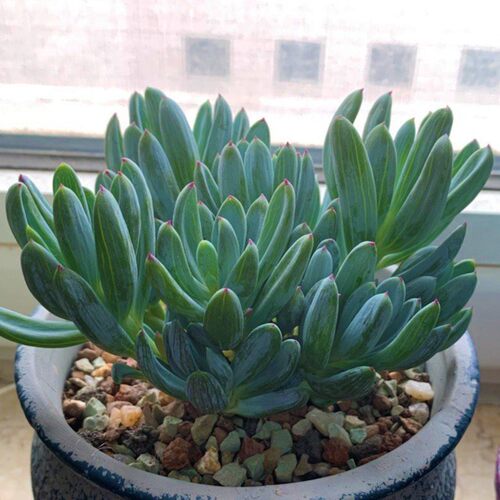 精品多肉植物热卖/蓝松兰松/办公室阳台绿植花卉吸甲醛防辐射盆栽 - 封面