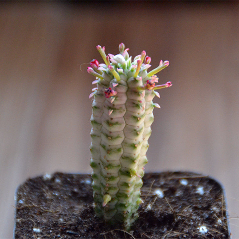 精品多肉植物园【白桦麒麟】办公室阳台绿植花卉吸甲醛防辐射盆栽