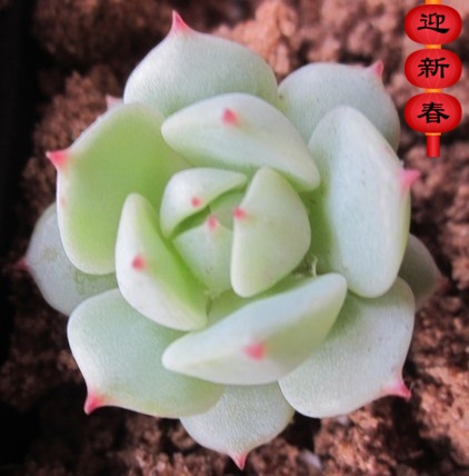 进口萱萱多肉【静夜】绿植 花卉 吸甲醛防辐射 盆栽 多肉