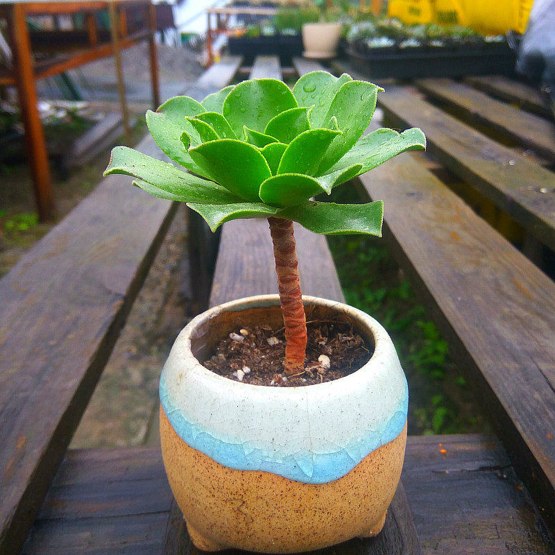 精品多肉植物园【玉龙观音小老桩】绿植吸甲醛防辐射盆栽稀有品种