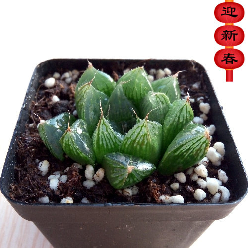 帝王玉露多肉植物多少钱 帝王玉露多肉植物优惠券免费领取 有条鱼