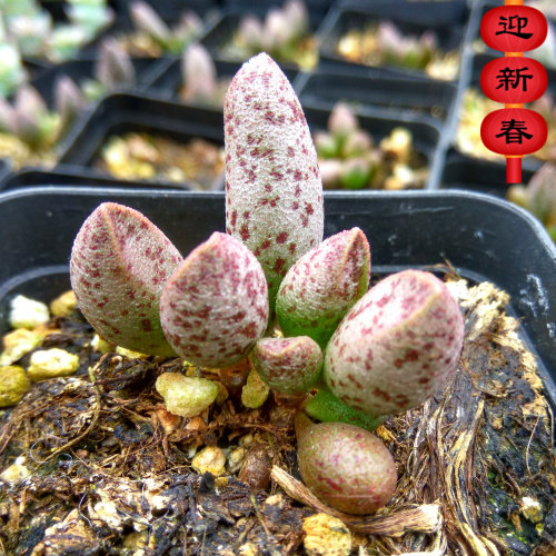 绿植花卉吸甲醛防辐射盆栽多肉