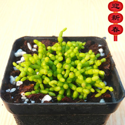 精品多肉植物园/莲藕木偶人/办公室阳台绿植花卉吸甲醛防辐射盆栽