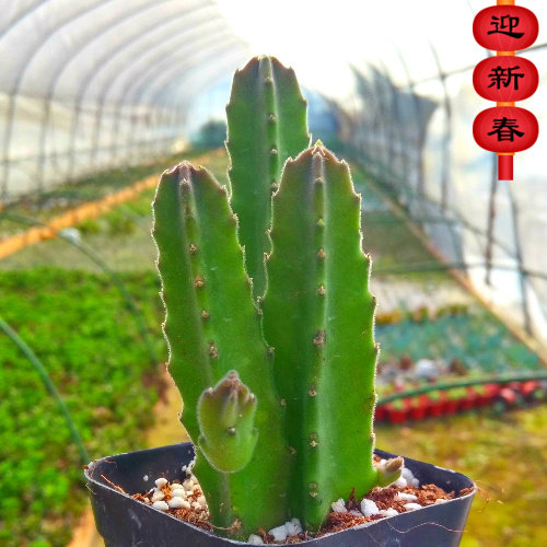 精品多肉植物园【龙王阁龙王角】办公室绿植花卉吸甲醛防辐射盆栽