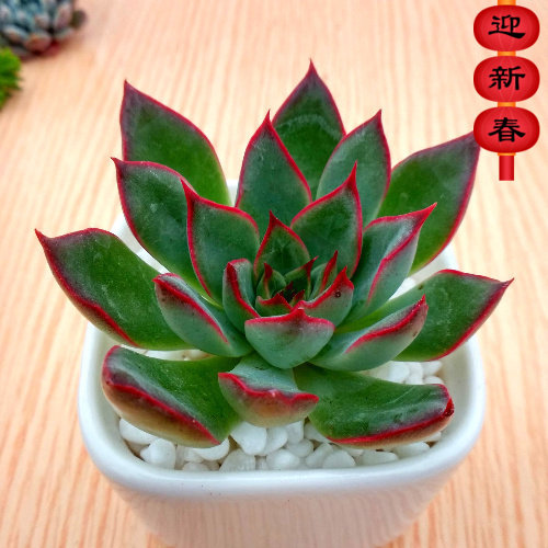 精品多肉植物园【天箭座】办公室阳台绿植花卉吸甲醛防辐射盆栽