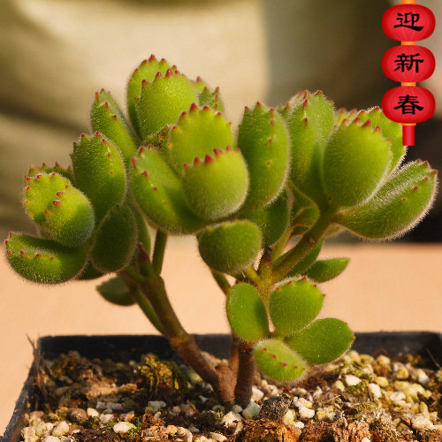 精品多肉【熊童子老桩】绿植 花卉 吸甲醛防辐射 盆栽 多肉