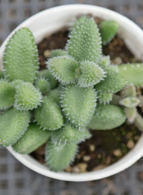绿植办公室阳台吸甲醛奇趣盆栽