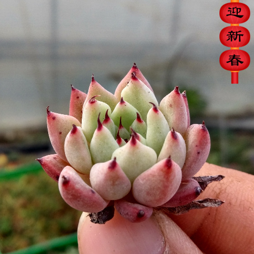 进口精品多肉【原始绿爪】办公室绿植花卉 吸甲醛防辐射 奇趣盆栽