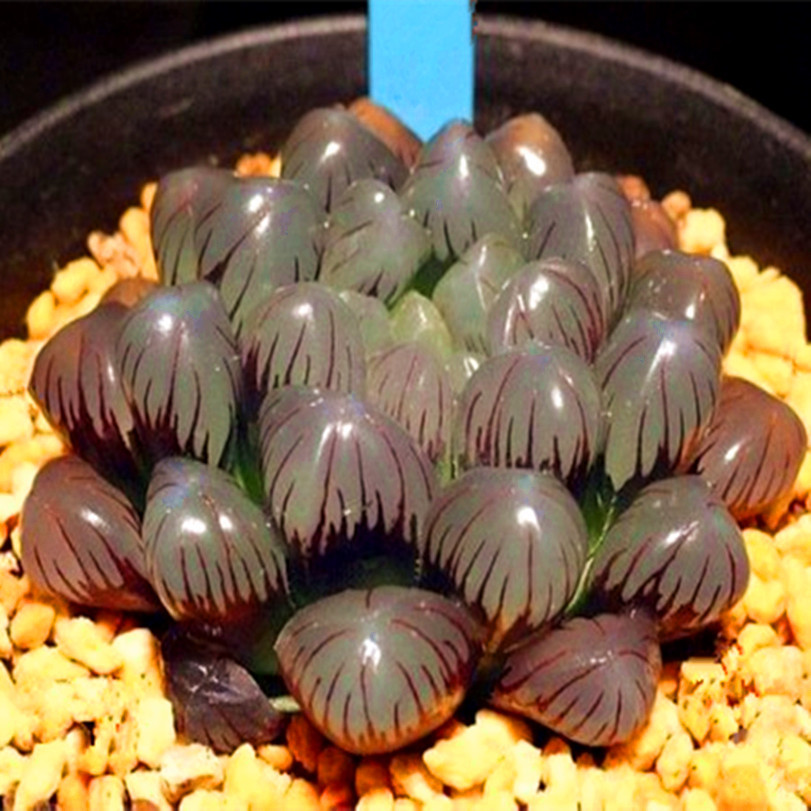 精品多肉植物园【紫玉露】阳台绿植花卉吸甲醛防辐射盆栽满额包邮