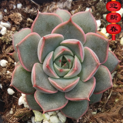 精品多肉植物园【浪漫玫瑰夫人】办公室阳台绿植吸甲醛防辐射盆栽