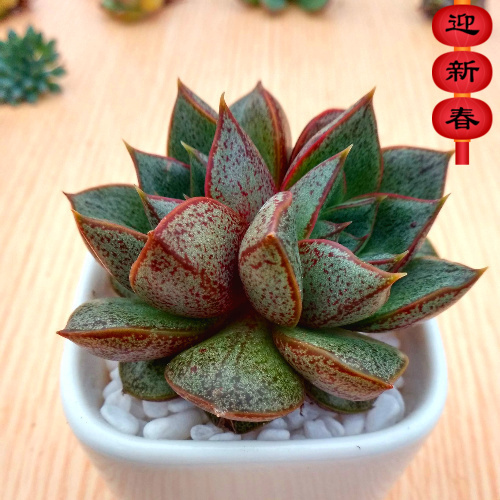 进口多肉【大合锦群生】绿植 花卉 吸甲醛防辐射 盆栽 多肉
