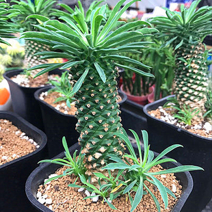 新品热卖多肉植物峨眉山铁甲麒麟一物一拍小菠萝吸甲醛防辐射趣味