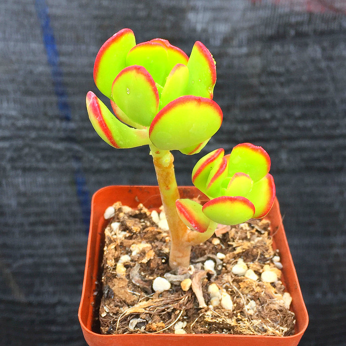 精品多肉植物园【达摩宝珠小老桩】绿植花卉吸甲醛防辐射奇趣盆栽