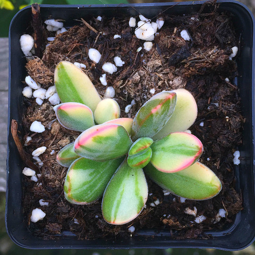 萱萱多肉植物园办公室吸甲醛绿植