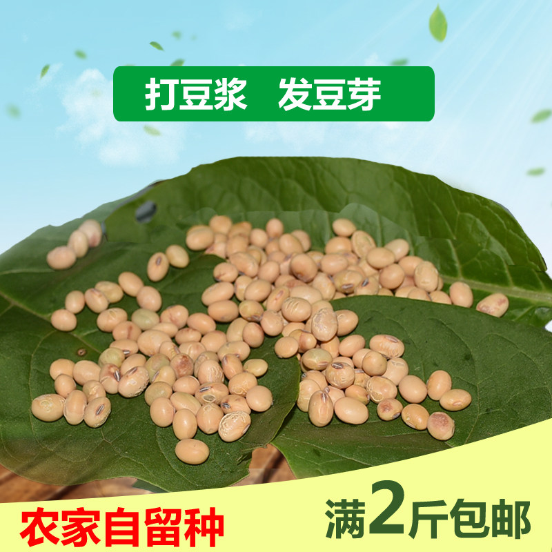 小黄豆农家自种打豆浆生豆芽大豆种子杂粮沂蒙山新土黄豆笨黄豆