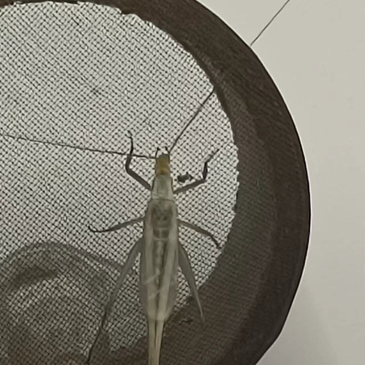 长白山紫竹野生青竹蛉黑紫新脱叫声清脆自家份房产出新人买一送一