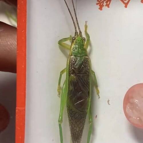 新脱活体鸣虫绿金钟霍氏片蟋长须多种叫口花式人工绿金钟过冬新虫
