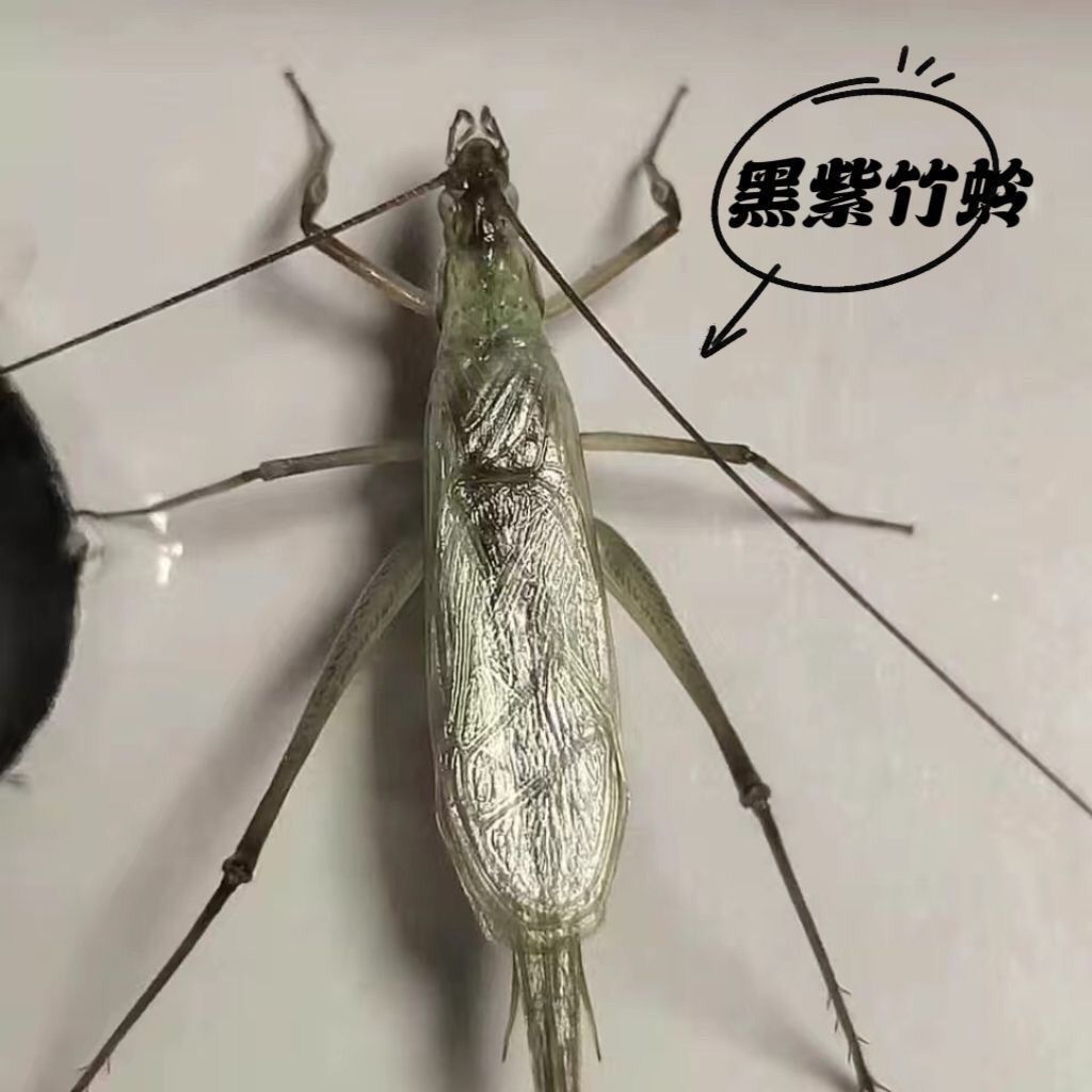 长白山紫竹野生青竹蛉黑紫新脱叫声清脆自家份房产出新人买一送一