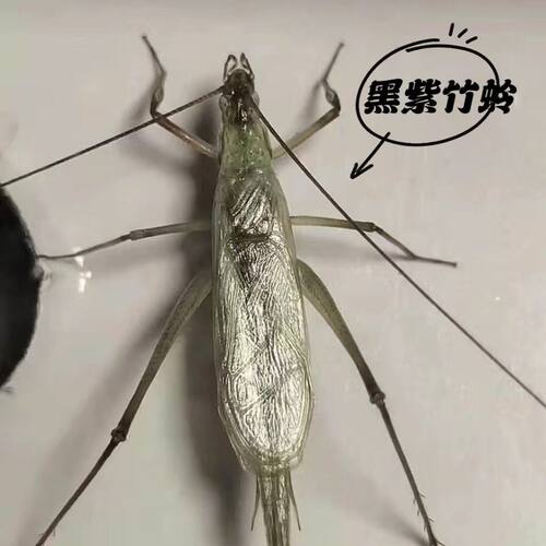 长白山紫竹野生青竹蛉黑紫新脱叫声清脆自家份房产出新人买一送一