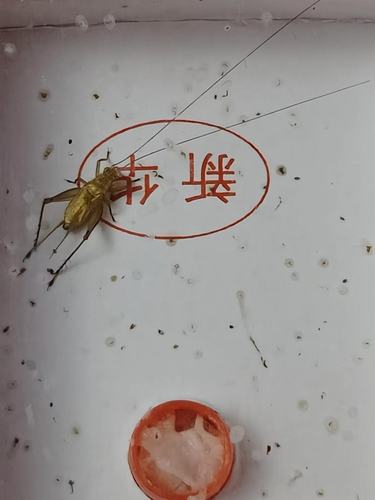 精品黄蛉大黄蛉鸣虫活体特价包邮鸣虫活虫大音量要24小时开箱视频