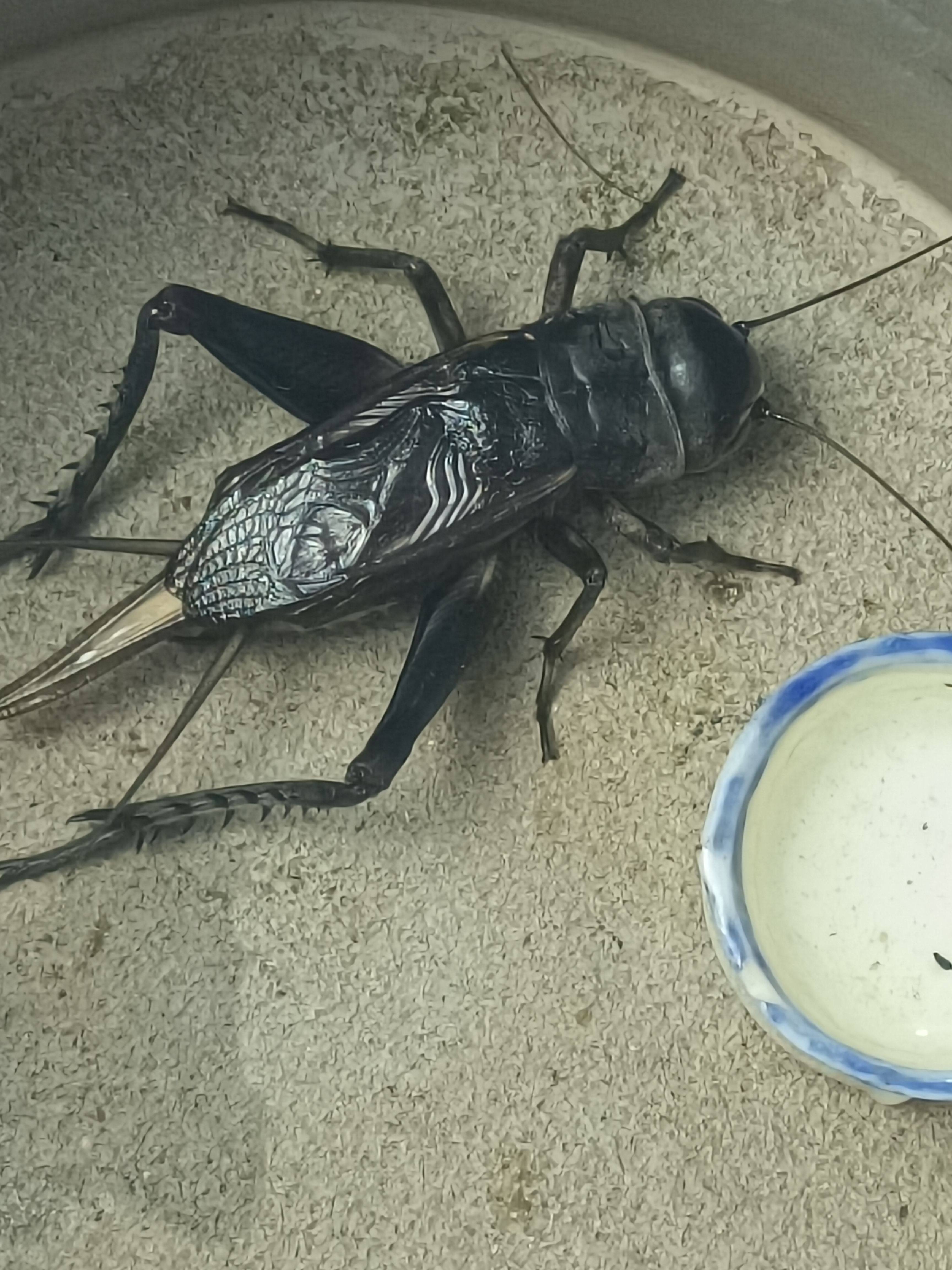 鸣虫黑虫油胡芦段青自家份房产出精品段青底板足出叫好,宠物/宠物食品及用品,蟋蟀/蝈蝈,淘宝优惠券,粉丝福利购,淘宝优惠卷