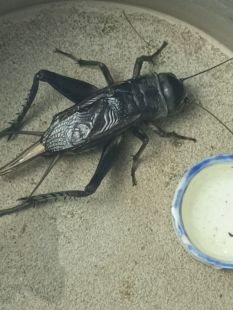 鸣虫黑虫油胡芦段青自家份房产出精品段青底板足出叫好