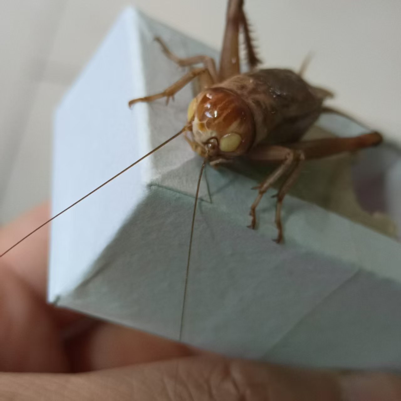 鸣虫油胡芦冰糖紫冰糖紫玉眼自家份房产出底板足出叫好