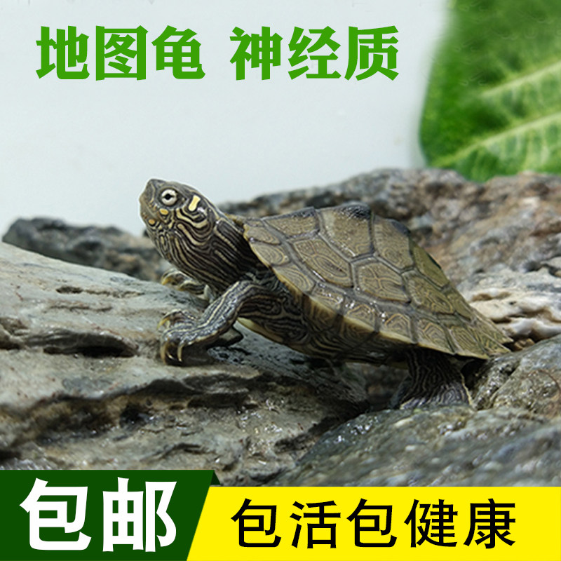 活体密西西比包邮乌龟