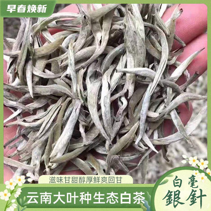 月光白云南大叶种景谷白茶2018老茶润喉散装优质单芽明前古树茶叶