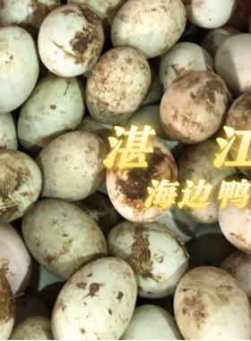 湛江海边散养海鸭蛋现捡海鸭蛋