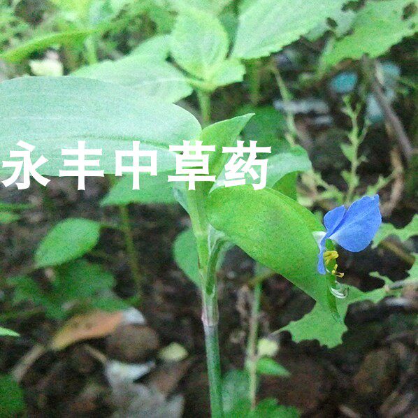 新鲜中药材 鸭舌草 鸭趾草 鸭脚草 鸭跖草 现采现卖
