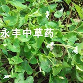 白地丁 白花犁头草 白花堇菜 白花地丁 新鲜干品都有 如意草