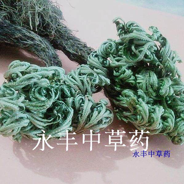 还魂草,九死还魂草 还阳草,见水还阳