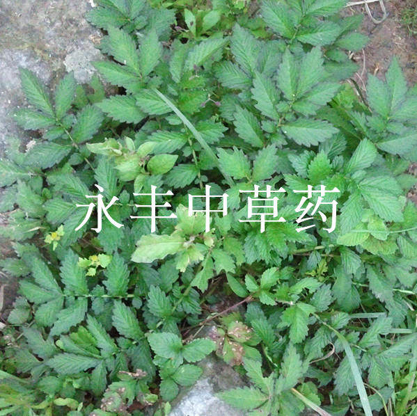 仙鹤草 龙芽草 龙牙肾 九龙牙 肾草 干品