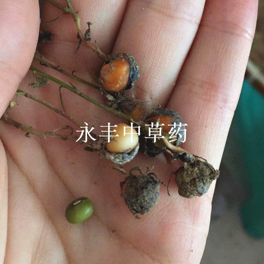 新鲜地下明珠 茅膏菜 落地珍珠 一粒金丹 陈伤子 茅膏菜根