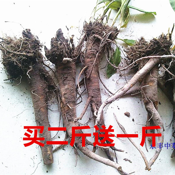 药材新鲜羊蹄草羊蹄根土大黄牛耳大黄羊蹄根野大黄五斤包邮