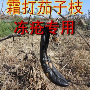 冬季霜打茄子枝叶茄柴茄子杆茄子秧茄蒂冻手脚冻脸冻疮专用包邮