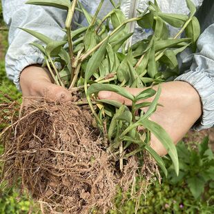 当年鸭跖草种现挖野外鸭趾草鸭跖草竹鸡草竹叶草碧竹子一整撮庭院