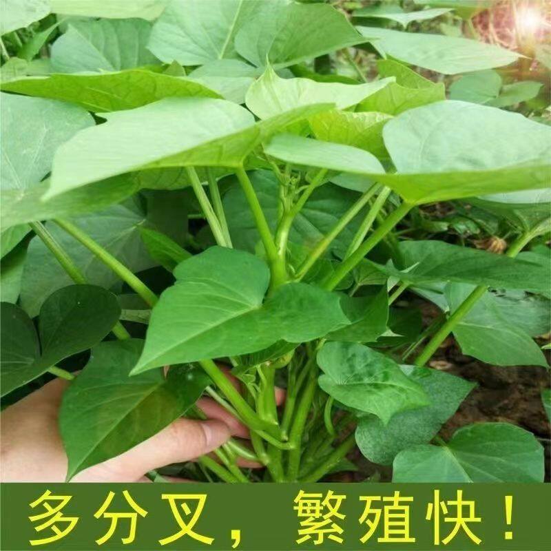 带根发货专吃叶子红薯苗地瓜苗红薯叶种福薯8号番薯叶子山芋蔬菜