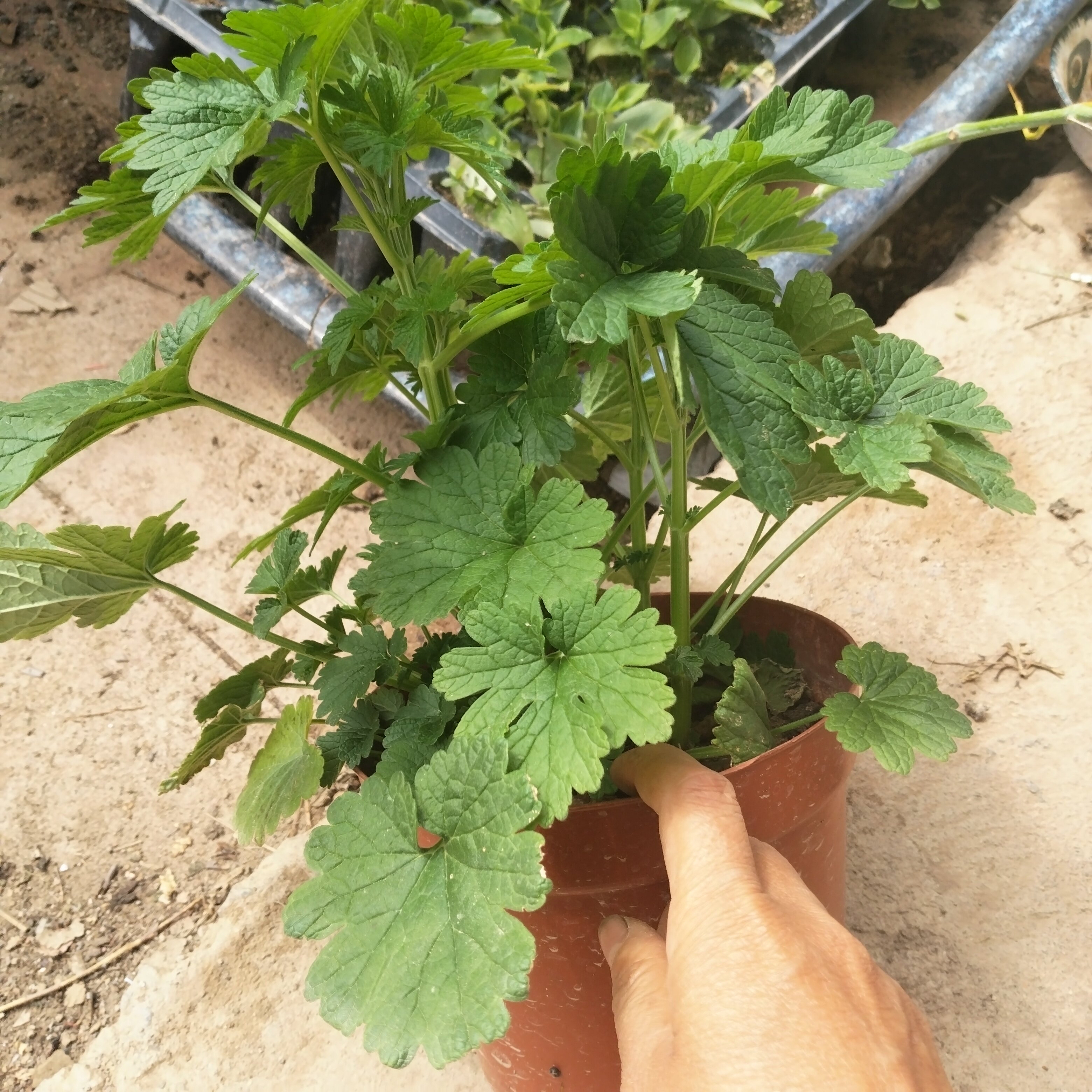 益母草苗新鲜种植苗盆栽坐月产后排恶露云母草泡水喝泡脚种子幼苗