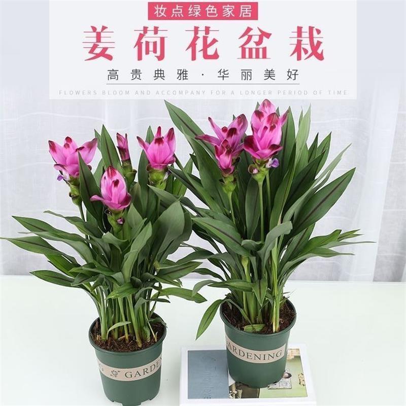 姜荷花盆栽室内室外阳台花卉庭花花卉多年生带花苞好养活盆栽夏季