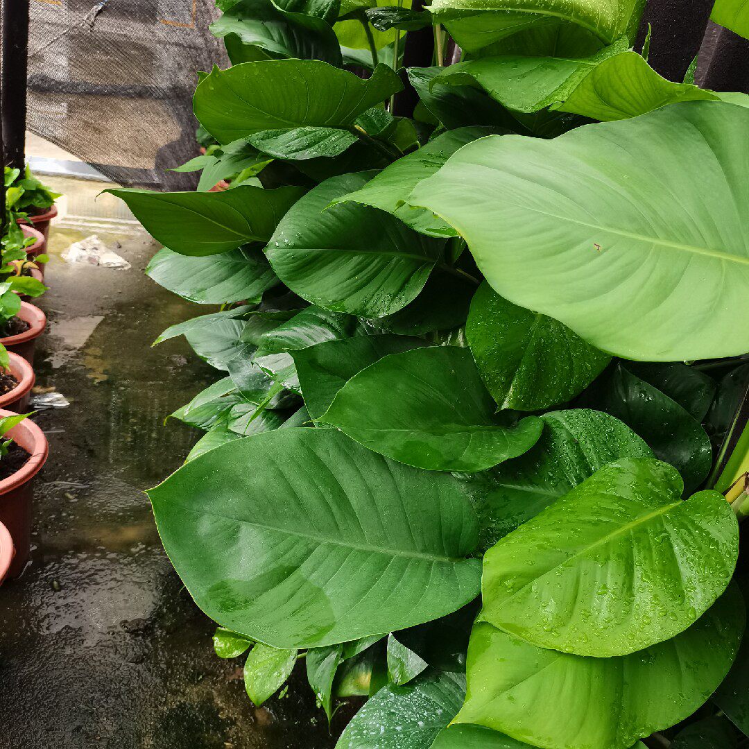 大叶绿萝扦插小苗阳台绿植客厅绿化苗屋顶植物庭院观赏净化空气