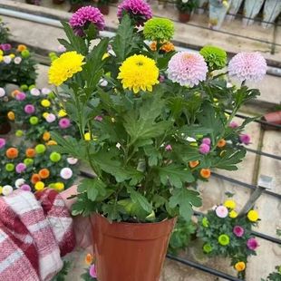 乒乓菊盆栽带花阳台庭院开花植物重瓣球形菊花苗四季好养绿植七彩