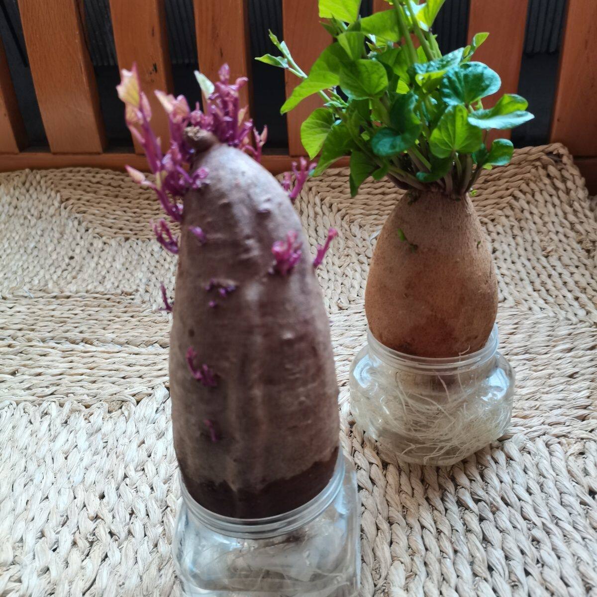紫薯盆栽地瓜苗带好养活室内阳台庭院绿植花卉水培土培红薯发爬藤